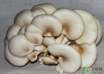 平菇怎么保存？平菇能放幾天？