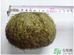 羊?qū)毷鞘裁?？羊?qū)殲槭裁催@么貴？