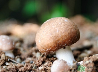 巴西蘑菇怎么吃？巴西蘑菇的作用與功效