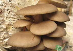 吃平菇會(huì)中毒嗎？平菇吃了會(huì)中毒嗎？