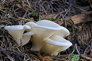 吃平菇會(huì)中毒嗎？平菇吃了會(huì)中毒嗎？
