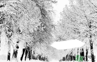 小雪喝什么茶？小雪茶品推薦