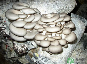 平菇是什么樣子？平菇是怎么長出來的？