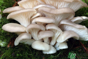 坐月子能吃平菇嗎？坐月子能不能吃平菇？