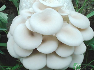 坐月子能吃平菇嗎？坐月子能不能吃平菇？