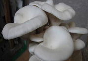 坐月子能吃平菇嗎？坐月子能不能吃平菇？