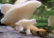 孕婦可以吃平菇嗎？孕婦吃平菇有什么好處？
