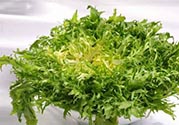苦菊可以減肥嗎？苦菊怎么吃可以減肥？