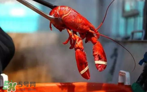 冬天有小龍蝦嗎？冬天吃小龍蝦好嗎？