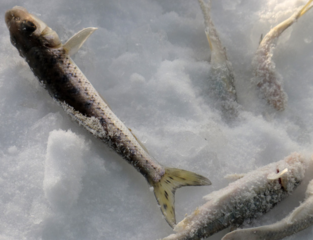 冬天怎么釣魚？冬天怎么釣鯽魚？