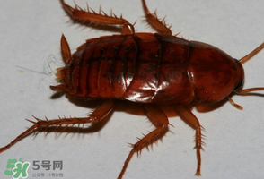 冬天有蟑螂嗎？蟑螂冬天還有嗎？