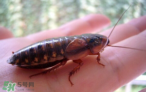 冬天有蟑螂嗎？蟑螂冬天還有嗎？