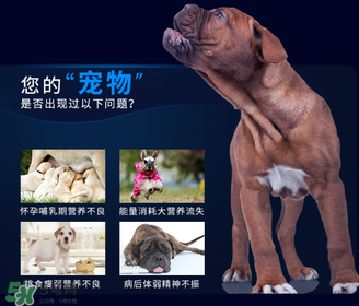 狗狗營養(yǎng)膏一天吃幾次？狗狗營養(yǎng)膏一天喂多少？