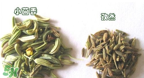 小茴香是孜然嗎？小茴香和孜然的區(qū)別