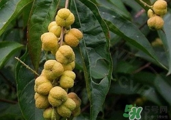 巴豆可以治療便秘嗎？便秘可以吃巴豆嗎？