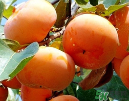一天可以吃幾個柿子？柿子每天可以吃幾個？