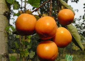 一天可以吃幾個柿子？柿子每天可以吃幾個？