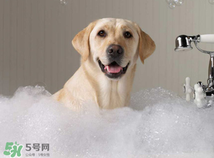 冬天狗狗多久洗一次澡？狗狗冬天久洗一次澡？