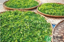 口含茶葉能治口臭嗎？口含茶葉有什么作用？
