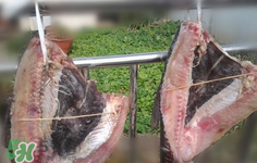 新鮮魚怎么腌制咸魚塊？咸魚塊怎么腌制