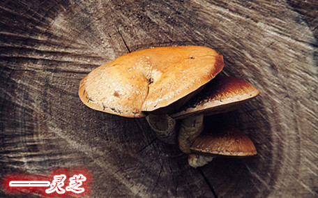 靈芝有什么功效呢 靈芝應該怎么服用呢