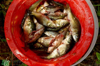 腌魚用什么容器？腌魚用什么裝？