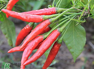辣椒變紅能吃嗎？辣椒為什么會變紅？