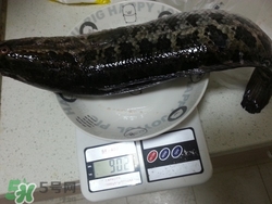 一斤魚(yú)可以做多少魚(yú)丸？一斤魚(yú)可以做幾個(gè)魚(yú)丸？