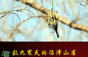 2017年三九四九是什么時候？2017年四九是哪天？