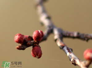 六九是幾號？2017年六九是哪天？