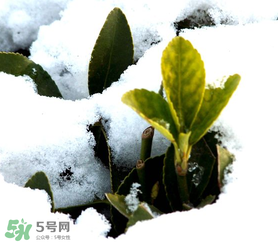 小寒是幾九？2017年小寒是幾九？