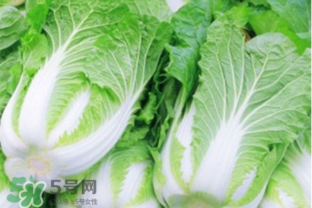 2017過年白菜會漲價嗎？2017年春節(jié)白菜價格預測