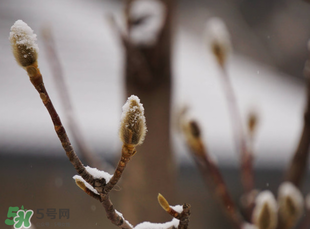 七九是哪一天？2017年七九是哪天？