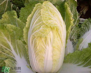 白菜葉子上的小黑點(diǎn)是什么？白菜葉子上有黑點(diǎn)能吃嗎？