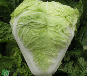 白菜葉子上的小黑點(diǎn)是什么？白菜葉子上有黑點(diǎn)能吃嗎？