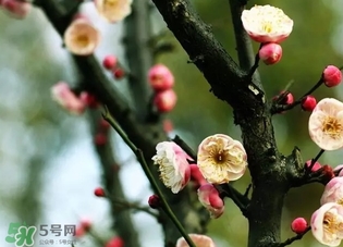 正月是臘月嗎？正月和臘月是幾月？