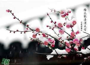 梅花可以放臥室嗎？梅花放在臥室風水好嗎？