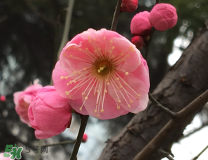 梅花可以放臥室嗎？梅花放在臥室風水好嗎？