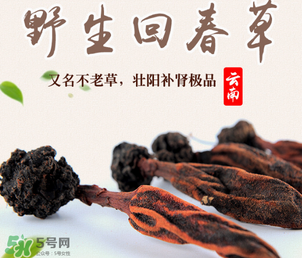 回春草多少錢一斤？回春草多少錢一克？