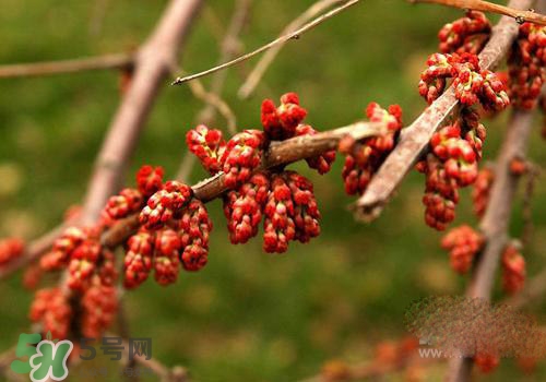 高血脂泡腳用什么藥好？高血脂用什么藥泡腳？