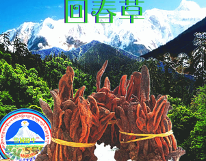 回春草多少錢一斤？回春草多少錢一克？