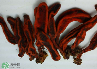 回春草有什么功效？回春草的功效與作用 