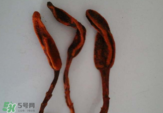 回春草有什么功效？回春草的功效與作用 