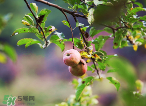 野蘋果可以泡酒嗎？野蘋果泡酒有什么功效？