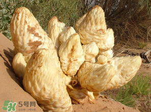 鎖陽(yáng)和肉蓯蓉一起泡酒可以嗎？肉蓯蓉和鎖陽(yáng)的區(qū)別