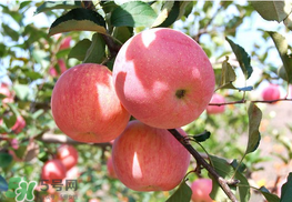 面蘋果和脆蘋果有什么區(qū)別？面蘋果和脆蘋果哪個營養(yǎng)大？