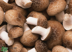 一歲寶寶可以吃香菇嗎？寶寶多大可以吃香菇？