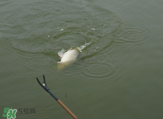 立春能釣魚嗎？立春好釣魚嗎？