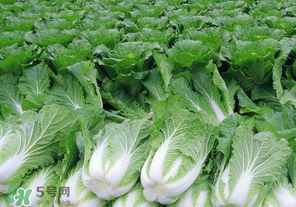 臘月吃什么蔬菜？臘月吃什么素菜？