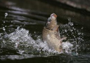 立春能釣魚嗎？立春好釣魚嗎？
